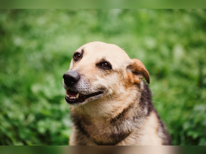 Sehr menschenbezogene Hündin Kuba ❤️ aus dem Tierschutz