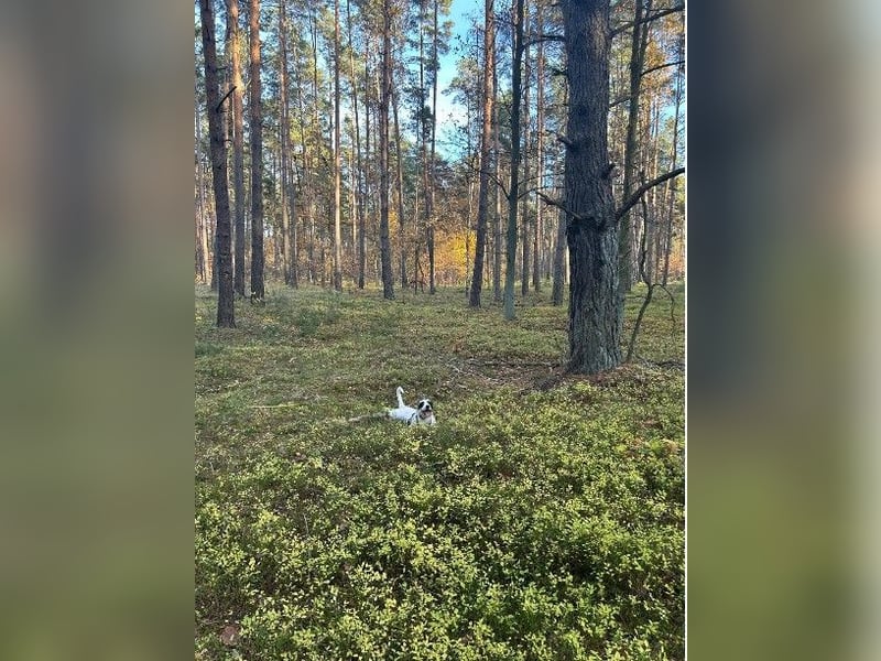 Herzenshund Piet ❤️ wartet auf sein Perfect Match