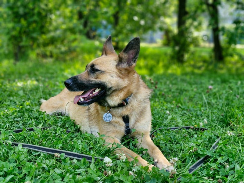 Umgängliche Hündin Knopa ❤️ aus dem Tierschutz sucht Familie fürs Leben