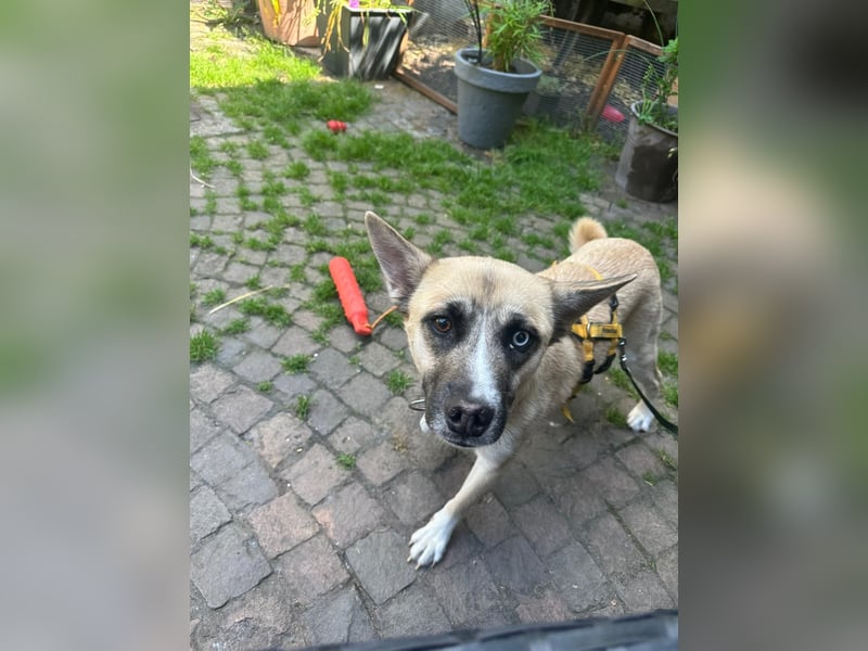 Anouka ❤️ kleines Hundemädchen mit großem Herzen sucht ihre Menschen