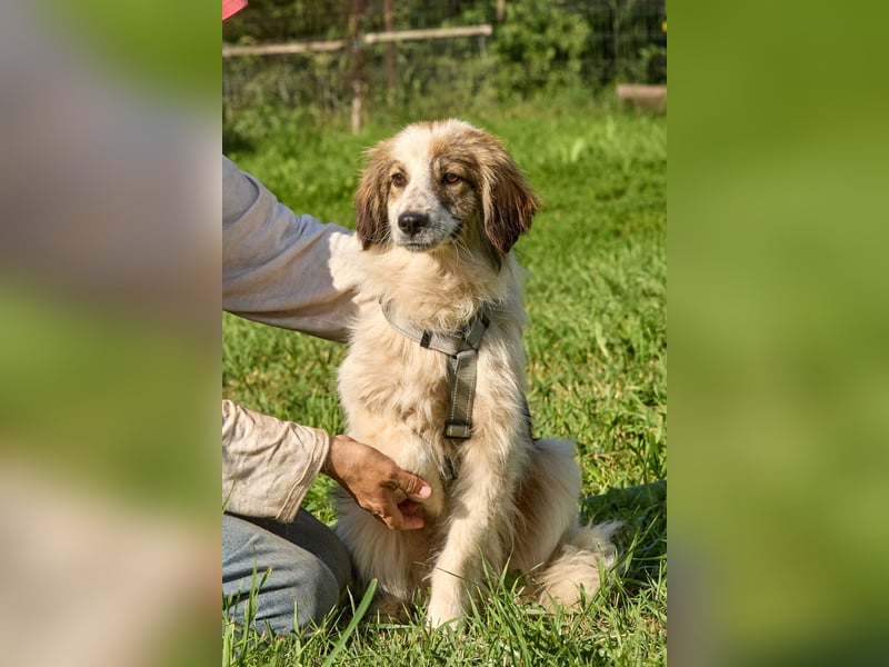Faya ❤️ Kleine Kuschelprinzessin sucht ihre Herzensmenschen