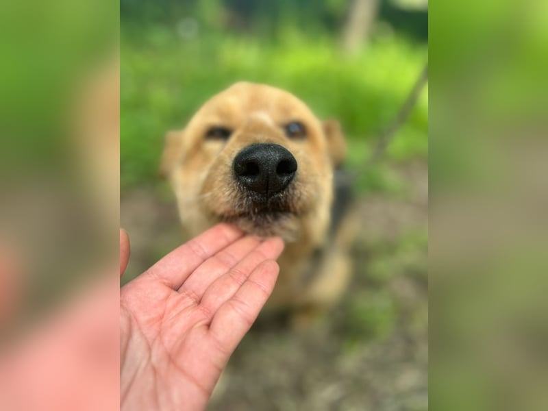 Liebenswerter Pushok ❤️ aus dem Tierschutz sucht sein Glück