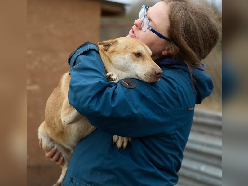 Fabelhafter Simba❤️sucht seine Menschen