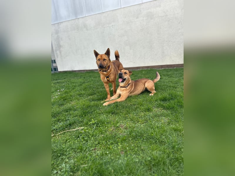 Maxi ❤️ Vom Tierheim ins Leben