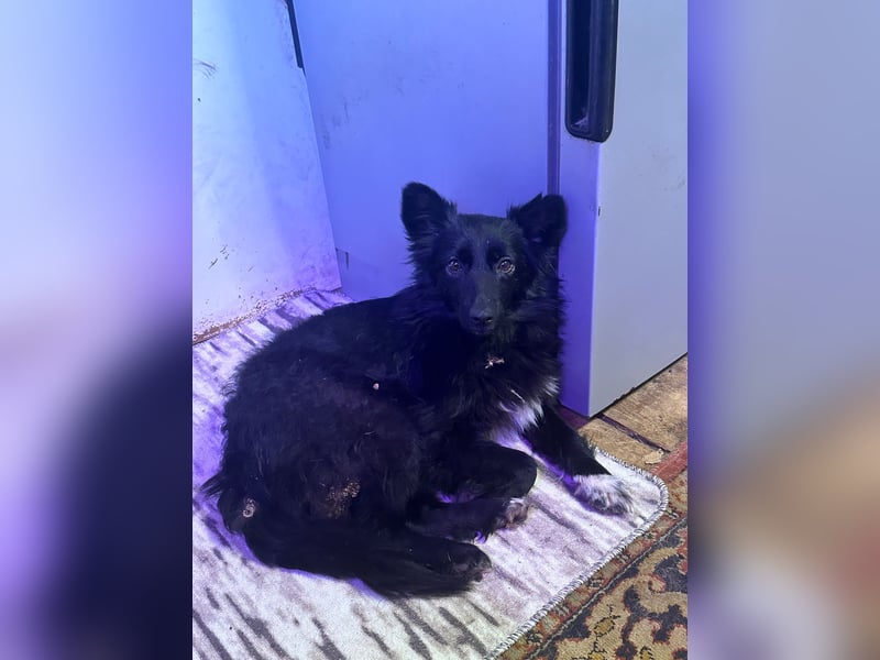 Kleine Tierschutzhündin Asnushka ❤️ sucht liebevolles Zuhause als Zweithund
