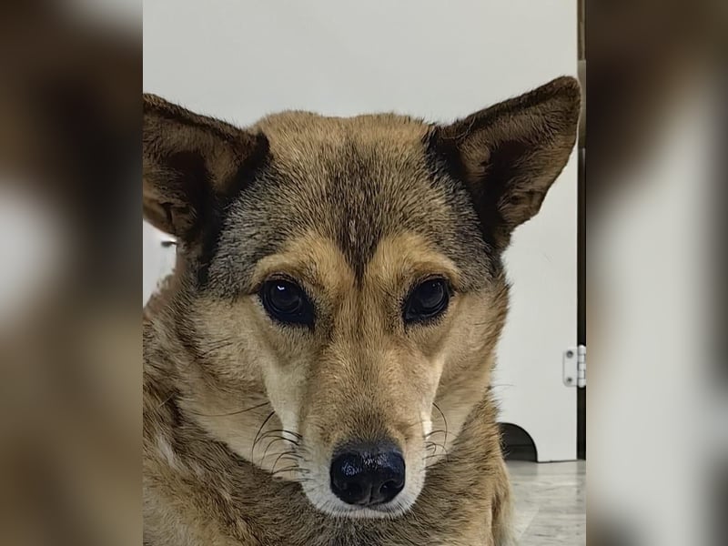 Verschmuste, zutrauliche Lissy❤️sucht ihre Lieblingsmenschen