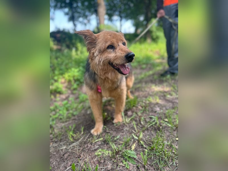 Liebenswerter Pushok ❤️ aus dem Tierschutz sucht sein Glück