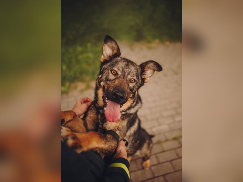 Menschenbezogene ❤️ Kora sucht ein liebevolles Zuhause