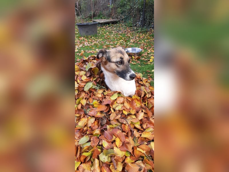 Kenny ❤️ sanfte Handicap-Hündin sucht ein kuscheliges Körbchen