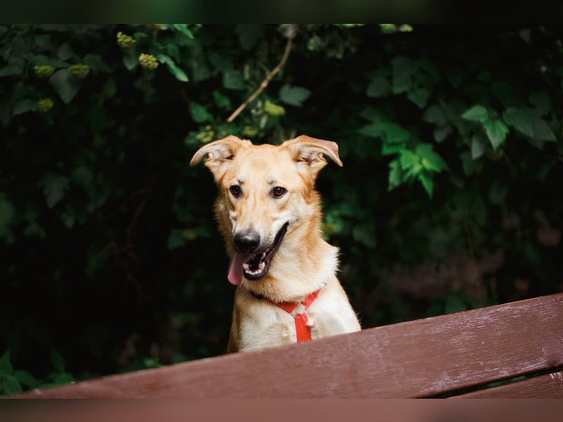 Lernwilliger junger Rüde Fox ❤️ aus dem Tierschutz sucht seine Familie