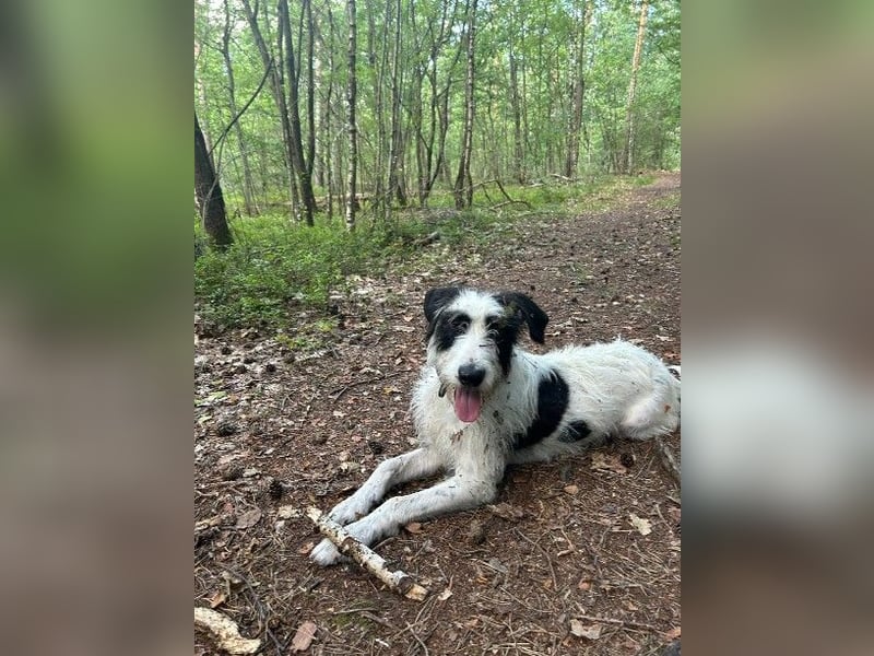 Herzenshund Piet ❤️ wartet auf sein Perfect Match