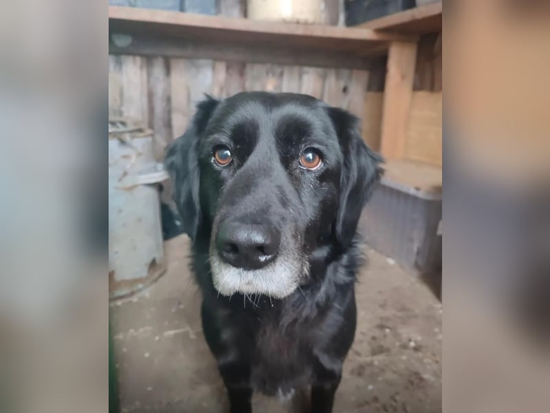 Spike ❤️ Sonnenschein sucht ein Zuhause