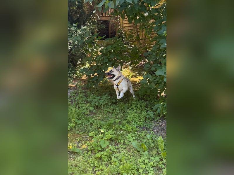 Anouka ❤️ kleines Hundemädchen mit großem Herzen sucht ihre Menschen