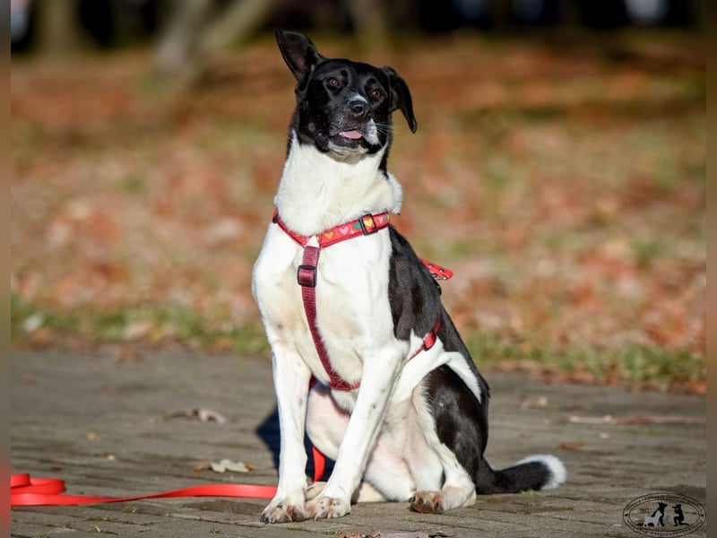 Charakterstarke Hündin Dakota ❤️ sucht Menschen mit Herz und Verstand