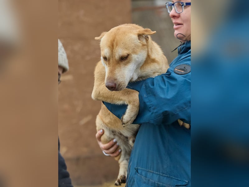 Fabelhafter Simba❤️sucht seine Menschen