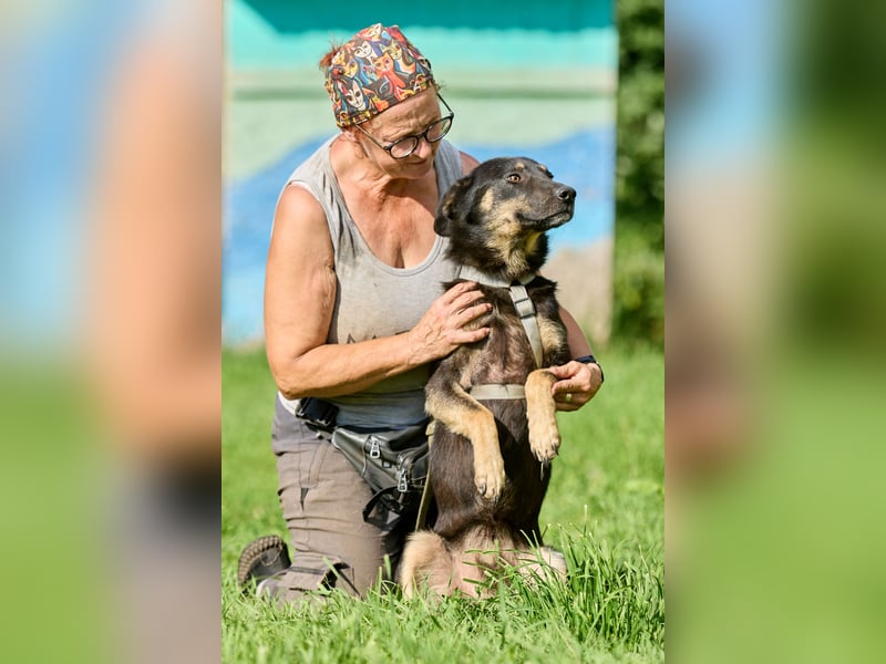 Leo ❤️ Freundlicher junger Rüde sucht liebevolle Menschen