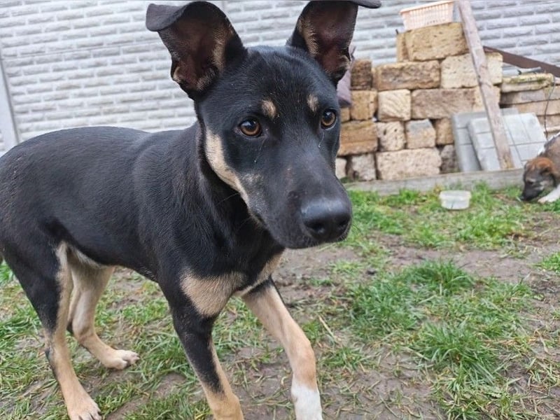 Sam ❤️ lebensfroher Wirbelwind sucht aktive Menschen