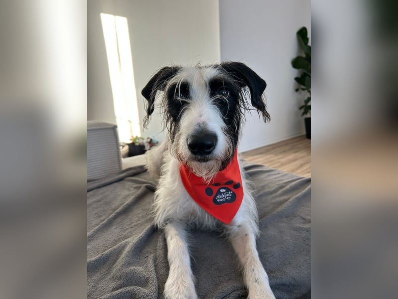 Herzenshund Piet ❤️ wartet auf sein Perfect Match