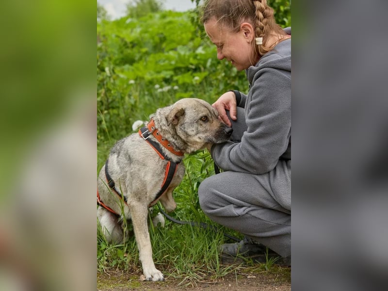 Drive ❤️ ein Kämpfer mit großem Herzen sucht seine Menschen
