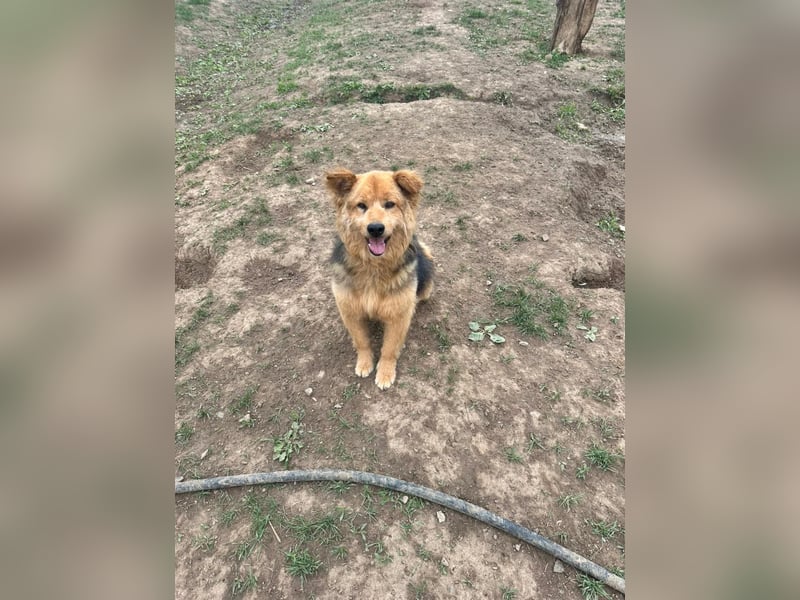 Liebenswerter Pushok ❤️ aus dem Tierschutz sucht sein Glück