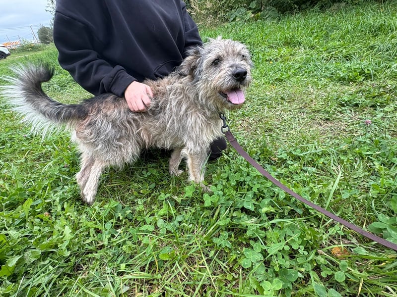Tobi ❤️ ein lieber Schatz sucht Geborgenheit