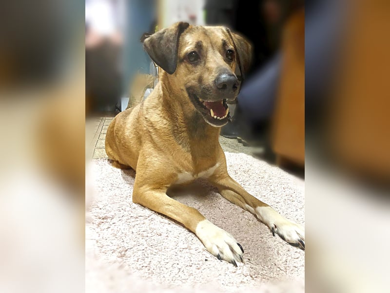 Knopa ❤️ Kämpferin sucht Zuhause