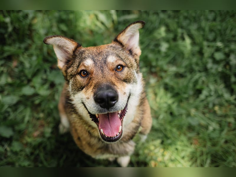 Sensibler Schatz Fanny ❤️sucht verständnisvolles Zuhause