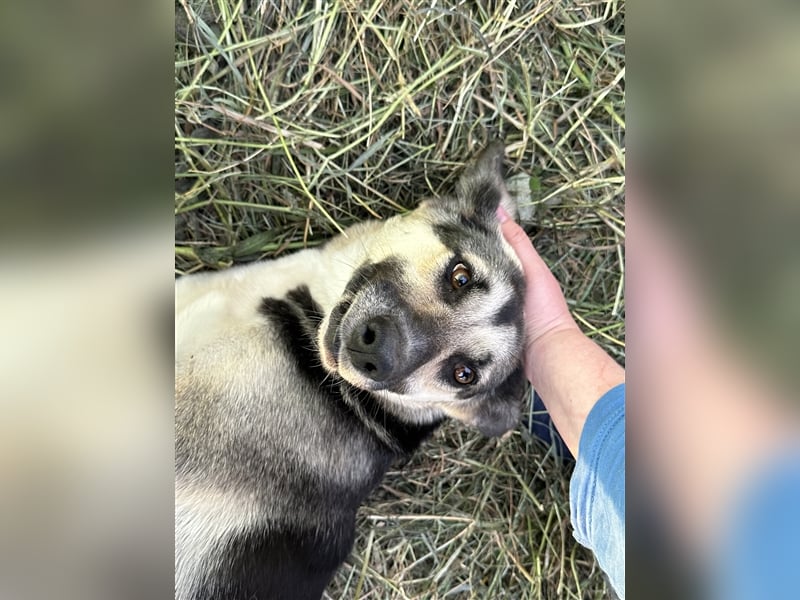 Liebenswerte Kangurusha ❤️sucht einem Platz in eurem Herzen