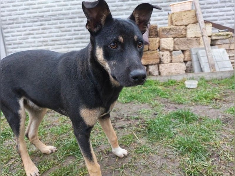 Sam ❤️ lebensfroher Wirbelwind sucht aktive Menschen