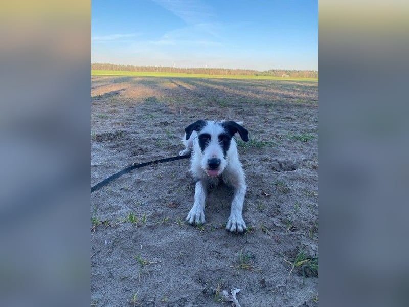 Herzenshund Piet ❤️ wartet auf sein Perfect Match