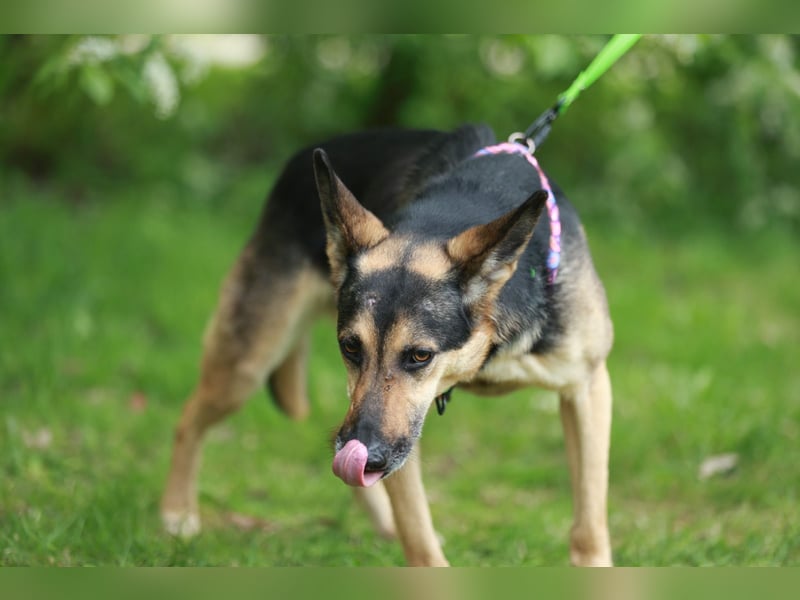 Sensibler Rüde Gavrusha ❤️ sucht ruhiges Zuhause