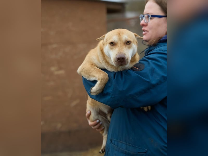 Fabelhafter Simba❤️sucht seine Menschen