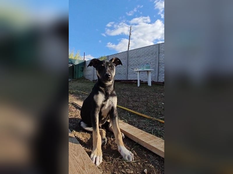 Sam ❤️ lebensfroher Wirbelwind sucht aktive Menschen