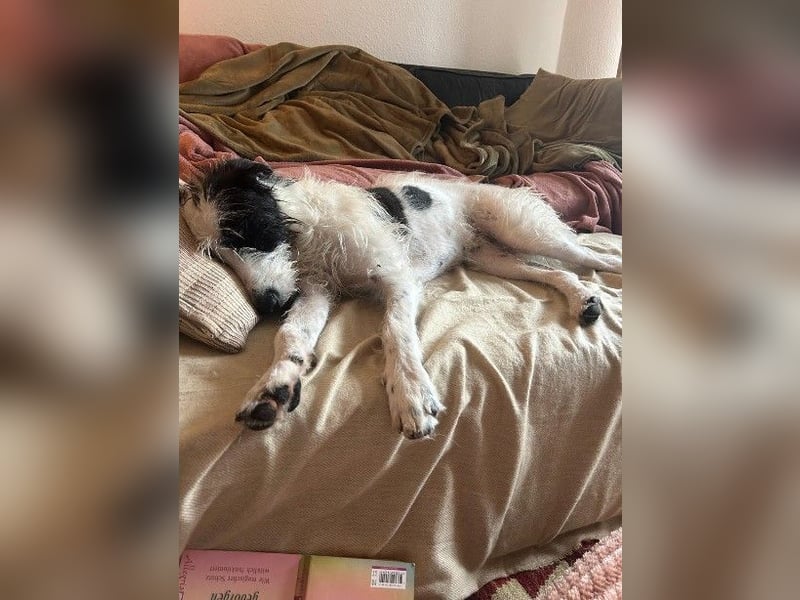 Herzenshund Piet ❤️ wartet auf sein Perfect Match