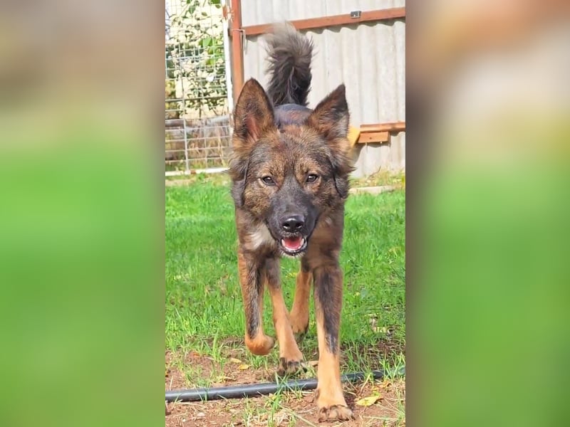 Druzhok ❤️ Kämpferherz sucht sein Zuhause