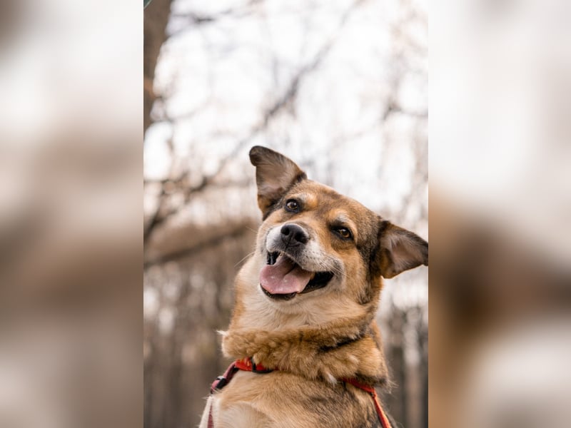 Sensibler Schatz Fanny ❤️sucht verständnisvolles Zuhause
