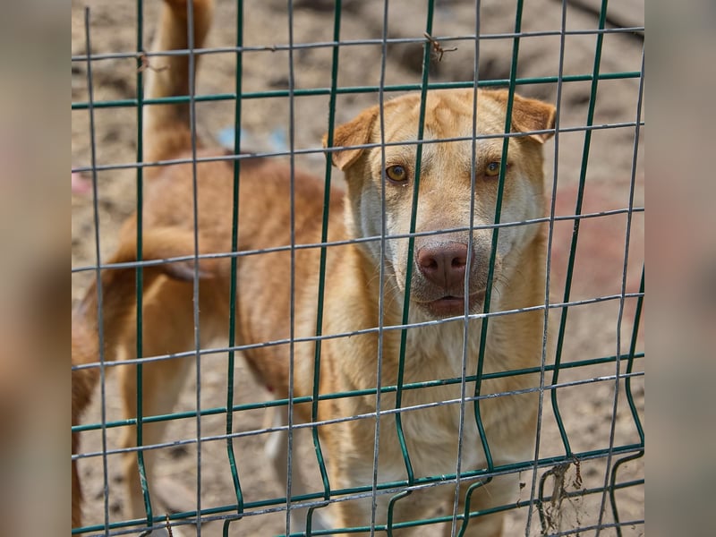 Fabelhafter Simba❤️sucht seine Menschen