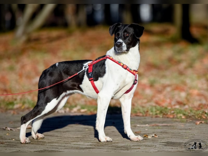 Charakterstarke Hündin Dakota ❤️ sucht Menschen mit Herz und Verstand