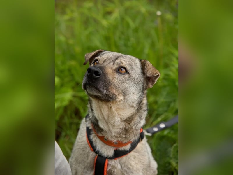 Drive ❤️ ein Kämpfer mit großem Herzen sucht seine Menschen