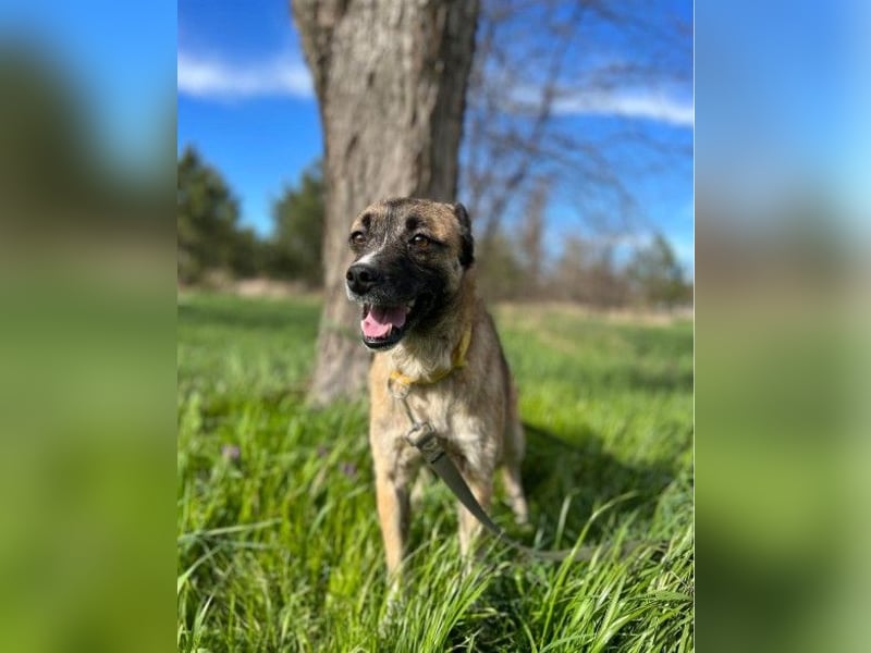 Freundliche neugierige Tierschutzhündin Gina ❤️ sucht Menschen fürs Leben