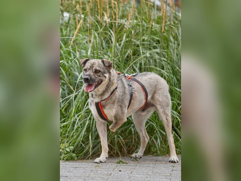 Drive ❤️ ein Kämpfer mit großem Herzen sucht seine Menschen