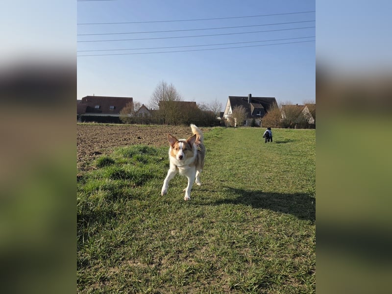 Hundedame Pinky❤️sucht ruhiges Zuhause