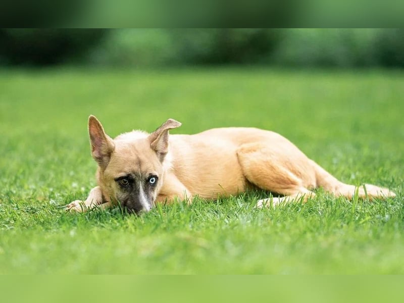 Anouka ❤️ sanftes Herz sucht ihr Glück