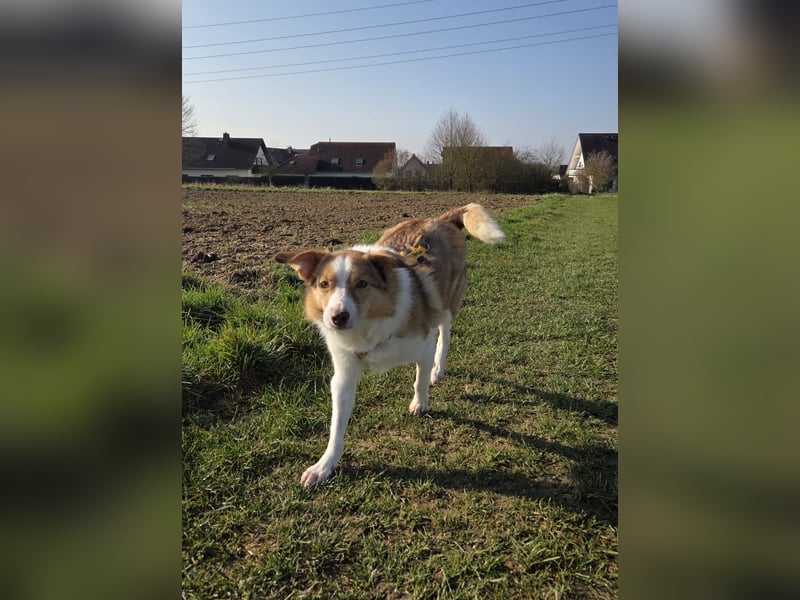 Hundedame Pinky❤️sucht ruhiges Zuhause