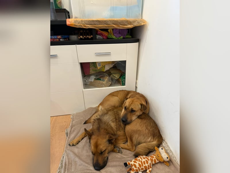 Maxi ❤️ Vom Tierheim ins Leben
