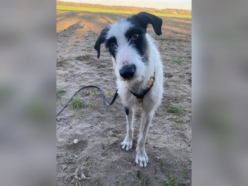 Herzenshund Piet ❤️ wartet auf sein Perfect Match