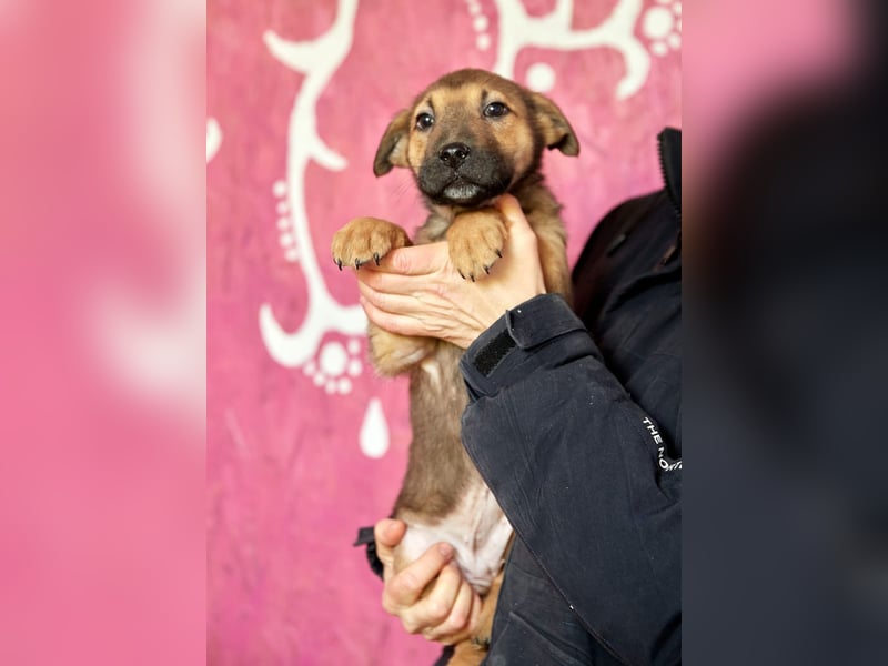 Maxi ❤️ Vom Tierheim ins Leben