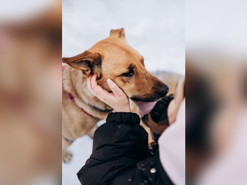 Treuer Aramis ❤️ sucht Orientierung und ein ruhiges Zuhause