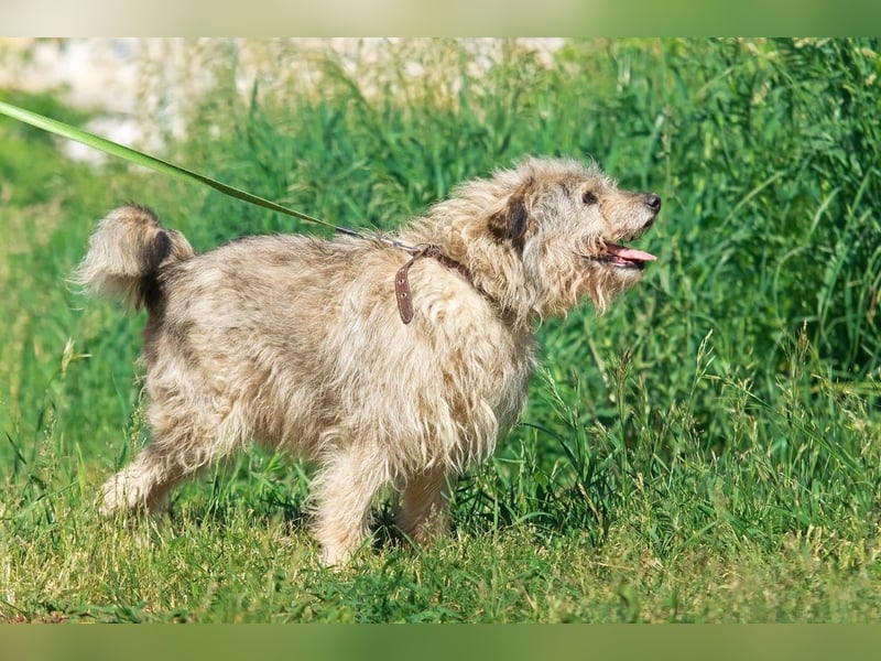 Tobi ❤️ ein lieber Schatz sucht Geborgenheit