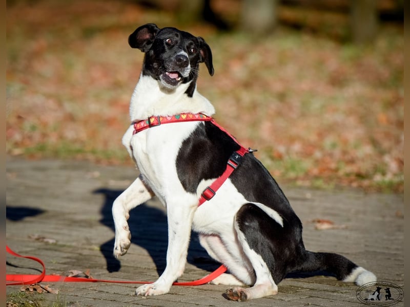 Charakterstarke Hündin Dakota ❤️ sucht Menschen mit Herz und Verstand